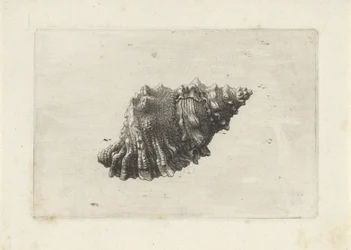 Shell, Bursa Rubeta