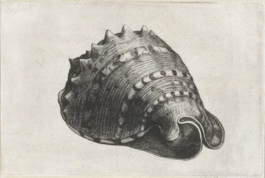 Shell, Cassis Cornuta (Shells)