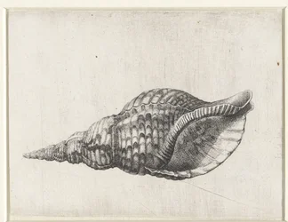 Schelp, Charonia Tritonis (Schelpen Series Title)