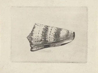 Shell, Conus Imperialis