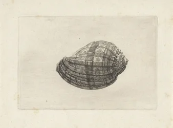 Shell, Harpa Major