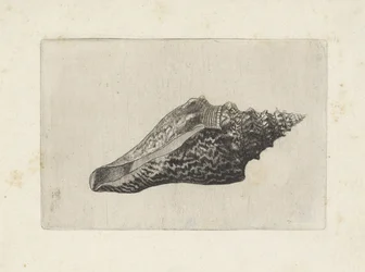 Shell, Hemifusus Ternatanus