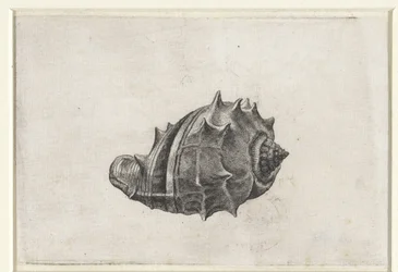 Shell, Melongena Melongena