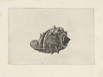 Shell, Melongena Melongena