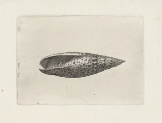 Shell, Mitra Papalis