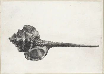 Shell, Murex Haustellum (series title)