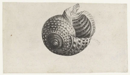 Shell, Tonna Dolium (series title: Shells)