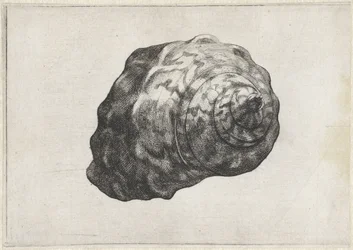 Shell, Turbo Sarmaticus