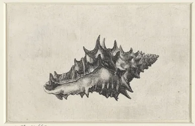 Shell, ceramic vase (Shells series title)