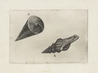 Shells, Telescopium Telescopium (A) and Fusinus Laticostatus (B) (Shells)