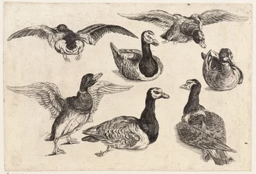 Seven ducks