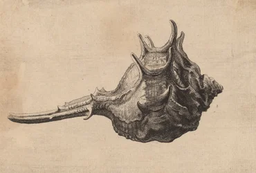 Shell Murex brandaris