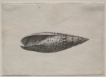 Shells: Mitra papalis L