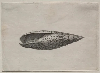 Shells: Mitra Papalis L