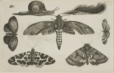 Six Insects, a Caterpillar, and a Snail