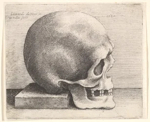 Skull in profile to right