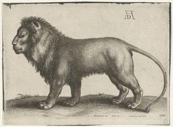 Standing Lion