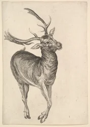 Stag, 1625-77