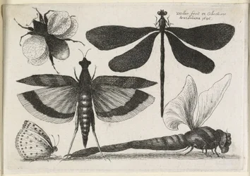 The Set of Butterflies, One of Twelve