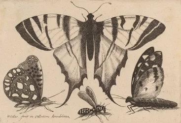 Three Butterflies and a Wasp, 1646