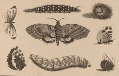Three Caterpillars, a Moth, and Four Butterflies