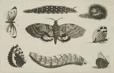 Three Caterpillars, a Moth, and Four Butterflies