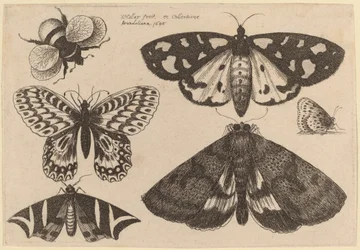 Three Moths, Two Butterflies, and a Bumble Bee