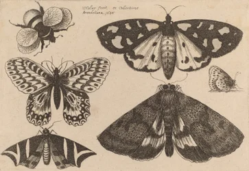 Three Moths, Two Butterflies, and a Bumble Bee, 1646