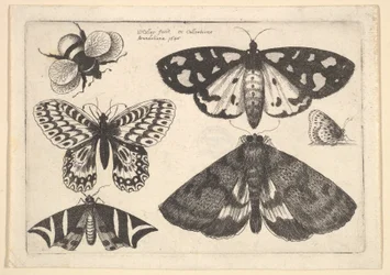 Three Moths, Two Butterflies and a Bumble Bee