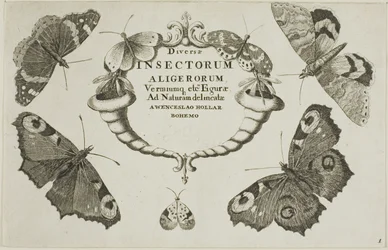 Title Page from Diversae Insectorum