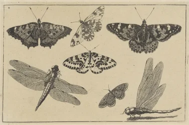 Two Dragonflies and Five Butterflies