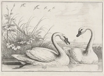 Two Swans