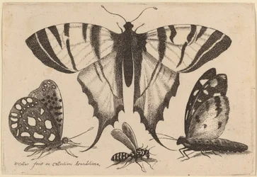 Two Butterflies, a Wasp, and a Moth