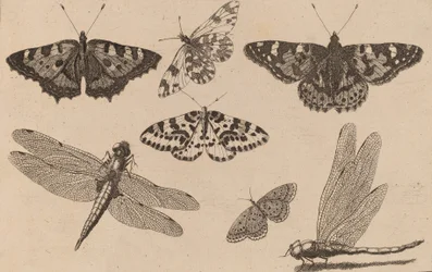 Two Dragonflies and Five Butterflies