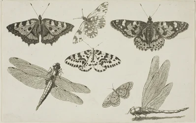 Two Dragonflies and Five Butterflies