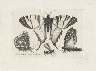 Butterflies and a Wasp Insects (series title) Muscarum Scarabeorum (series title)