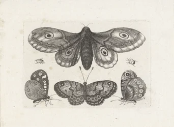 Butterflies, Beetles, and a Moth (Insects)