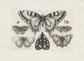 Butterflies, Beetles, and a Moth