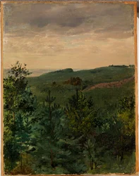 Spruce Saplings in Sandy Soil, Study