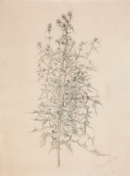 Thistle