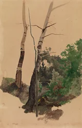Two Bare Birch Trunks and Bushes