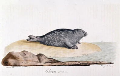 Seal