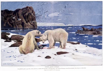 Arctic ice ocean with two polar bears, walruses and birds (gulls, alkyons and fools). Based on a watercolour by W. Kuhnert