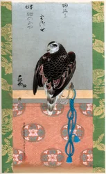 Falcon