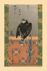 Falcon