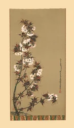 The Cherry Blossoms of Mikawa