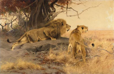 A Lion and a Lioness in the Savannah