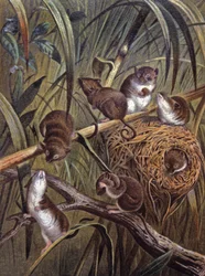African dwarf mice