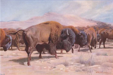 American Bison