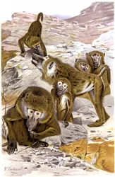 Baboons